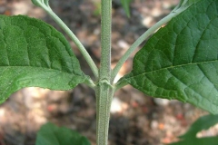 Stem-of-Summer-lilac