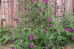 Summer-lilac-Plant-growing-wild