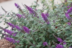 Summer-lilac-plant