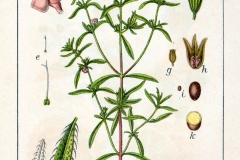 Plant-illustration-of-Summer-savory