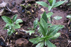 Summer-savory-plant
