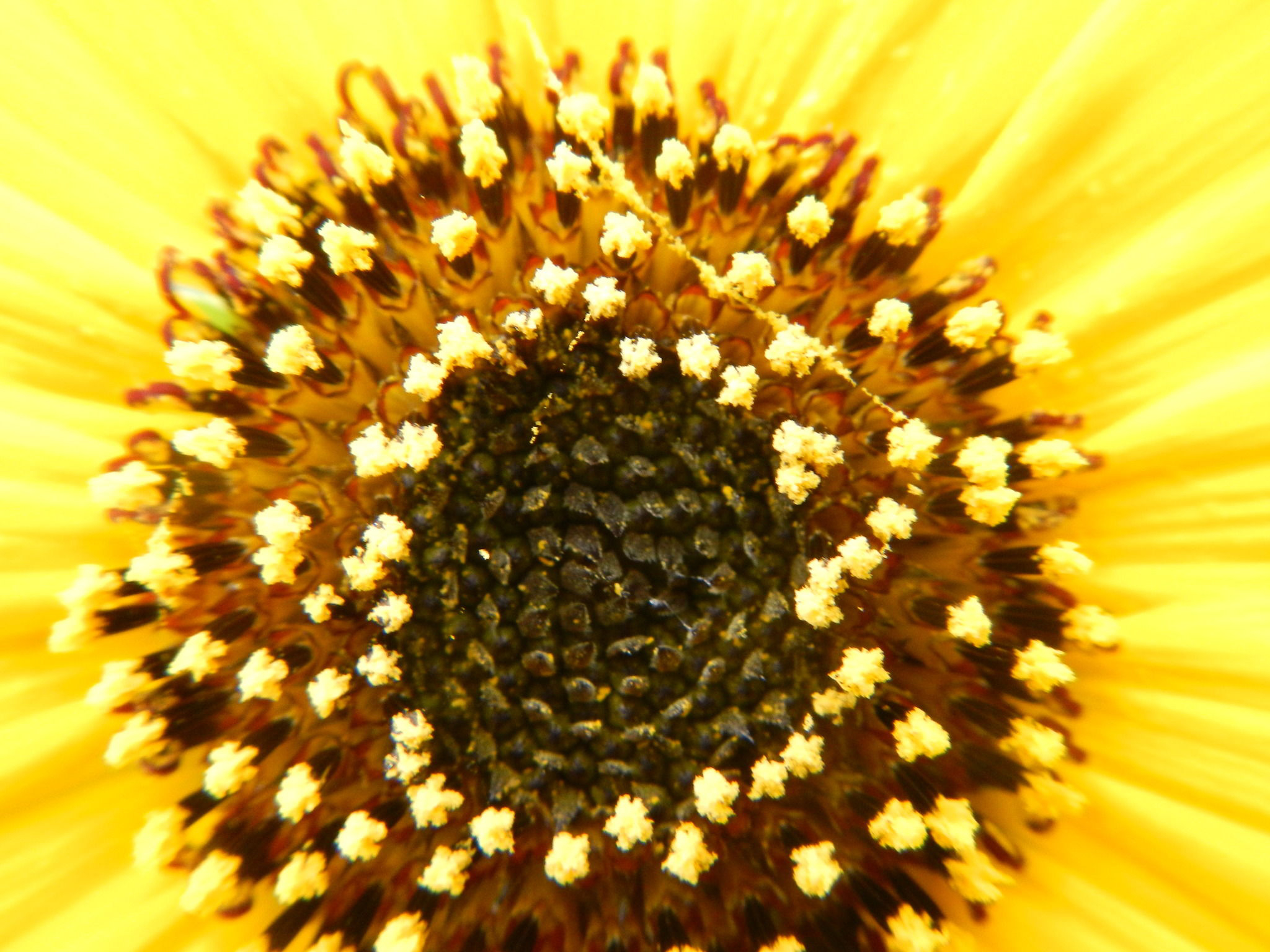 Sunflower-disc-florets
