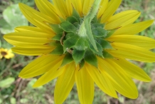 Back-view-of-Sunflower