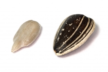 Close-view-of-Sunflower-seeds