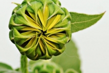 Flower-bud-of-Sunflower