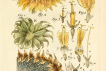 Plant-illustration-of-Sunflower