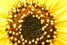 Sunflower-disc-florets
