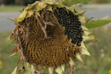 Sunflower-dried