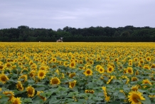 Sunflower-farm