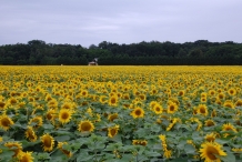 Sunflower-farm