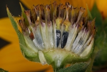 Sunflower-fruit
