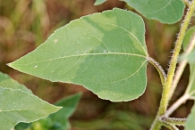 Sunflower-leaves