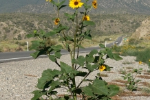 Sunflower-plant