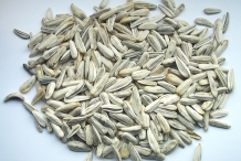 Sunflower-seeds