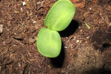 Sunflower-sprouts