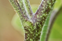 Sunflower-stem