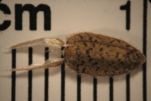 Close-view-of-Sunflower-seeds
