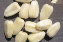 Sunflower-kernel