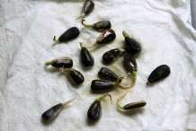 Sunflower-sprouts
