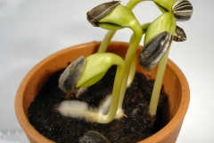Sunflower-seedlings