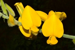 Closer-view-of-flower-of-Sunn-hemp