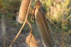 Dried-Mature-fruits-of-Sunn-hemp