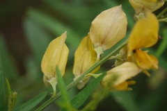 Flowering-buds-of-Sunn-hemp