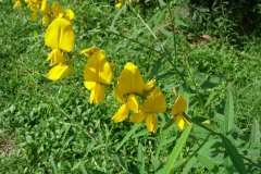 Flowers-of-Sunn-hemp