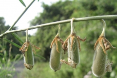 Immature-fruits-of-Sunn-hemp