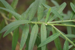 Leaves-of-Sunn-hemp