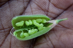 Opened-seed-pod-of-Sunn-hemp