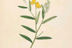 Plant-Illustration-of-Sunn-hemp