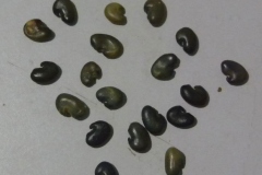 Seeds-of-Sunn-hemp