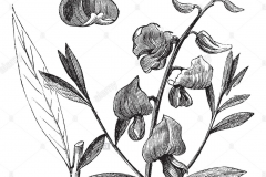 Sketch-of-Sunn-hemp