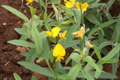 Sunn-hemp-Plant