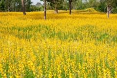 Sunn-hemp-farming