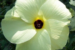 Flower-of-Sunset-hibiscus