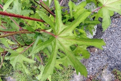 Leaves-of-Sunset-hibiscus