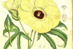 Plant-illustration-of-Sunset-hibiscus