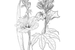 Sketch-of-Sunset-hibiscus