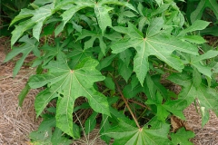 Small-Sunset-hibiscus-plant