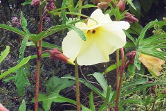 Sunset-hibiscus-Plant