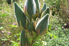 Unripe-fruits-of-Sunset-hibiscus