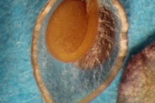 Close-up-of-Sweet-Alyssum-seed