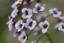 Close-up-of-Sweet-Alyssum