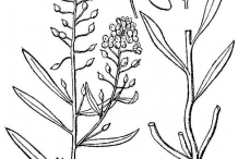 Drawing-of-Sweet-Alyssum