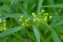 Flower-bud-of-Sweet-Alyssum
