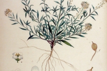 Illustration-of-Sweet-Alyssum
