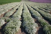 Sweet-Alyssum-farm