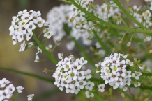 Sweet--Alyssum-flowers